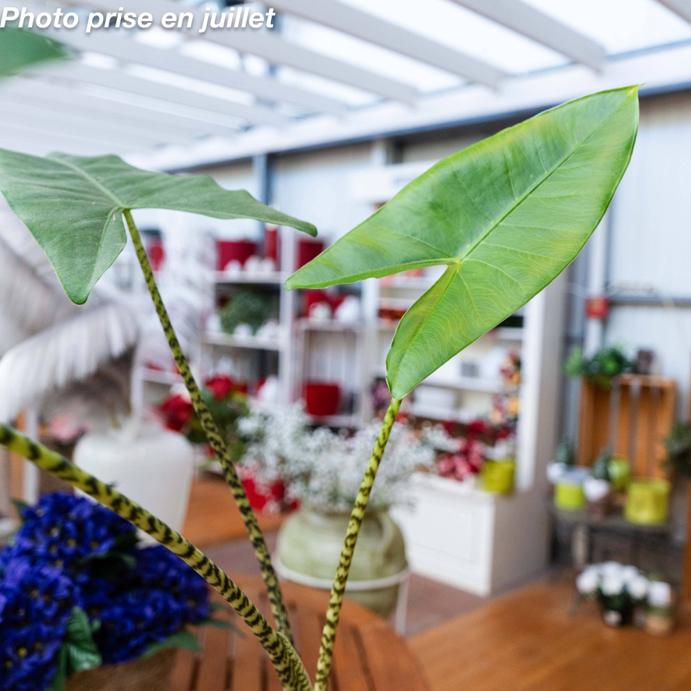 Alocasia zebrina
