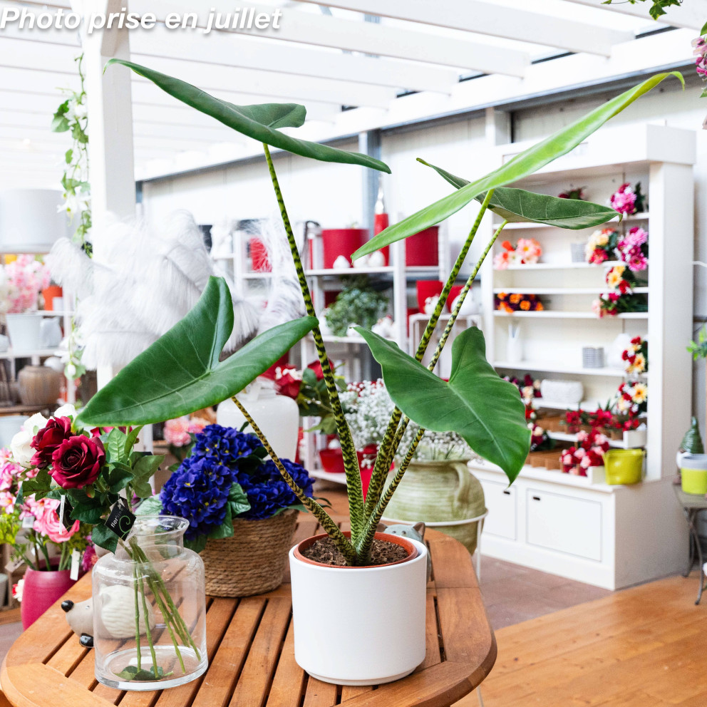 Alocasia zebrina