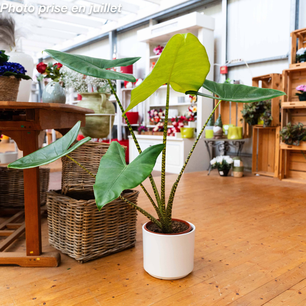 Alocasia zebrina