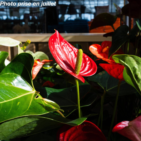 Anthurium