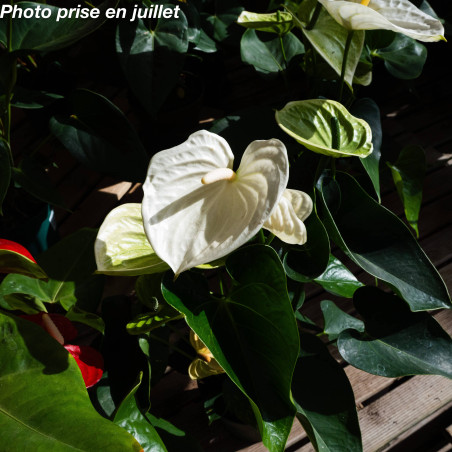 Anthurium