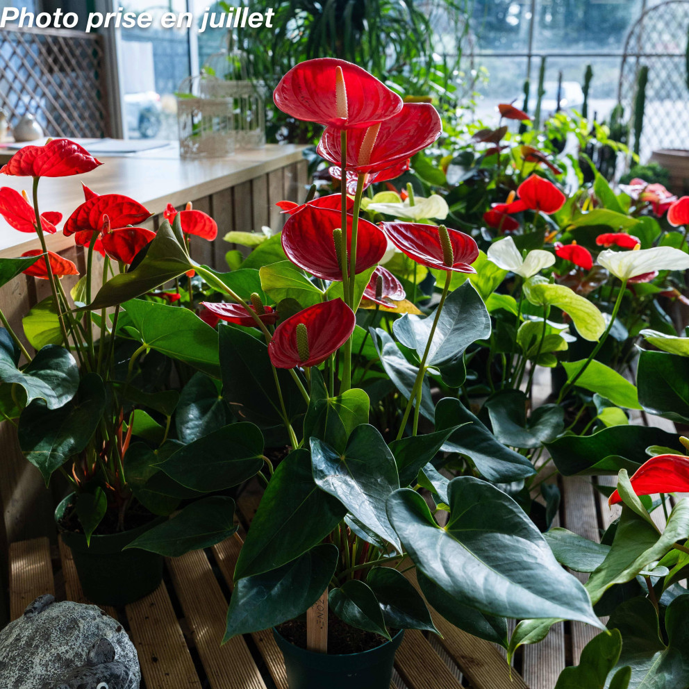 Anthurium