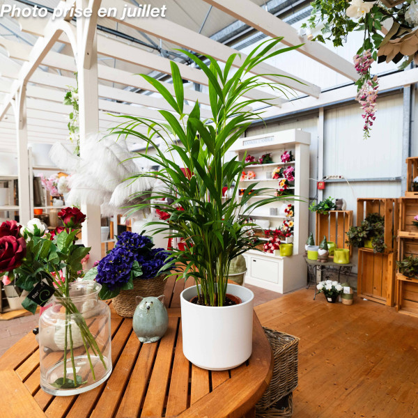 Areca lutescens - Palmier...