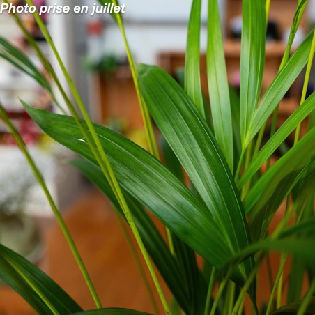 Areca lutescens - Palmier Multipliant