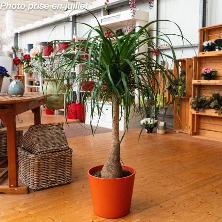 Beaucarnea recurvata 'Nolina' - Le Pied D’Éléphant