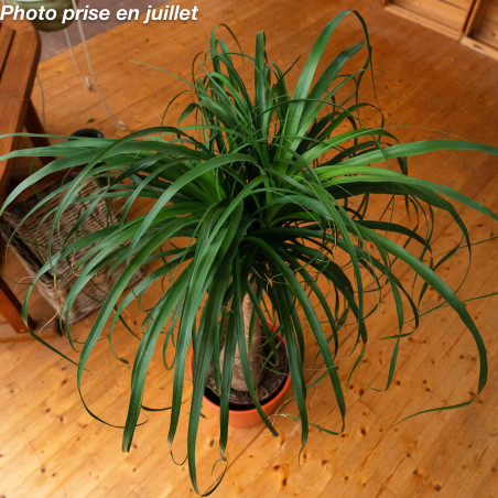 Beaucarnea recurvata 'Nolina' - Le Pied D’Éléphant