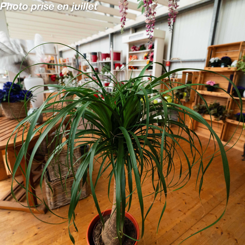 Beaucarnea recurvata 'Nolina' - Le...