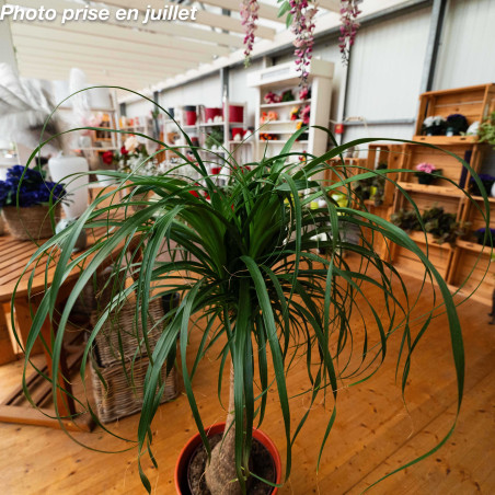 Beaucarnea recurvata 'Nolina' - Le Pied D’Éléphant