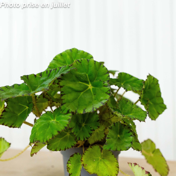 Begonia rex - Begonia À...