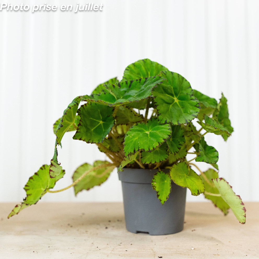 Begonia rex - Begonia À Feuillage...