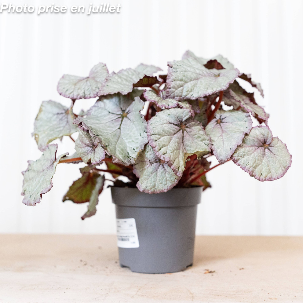 Begonia rex - Begonia À Feuillage...