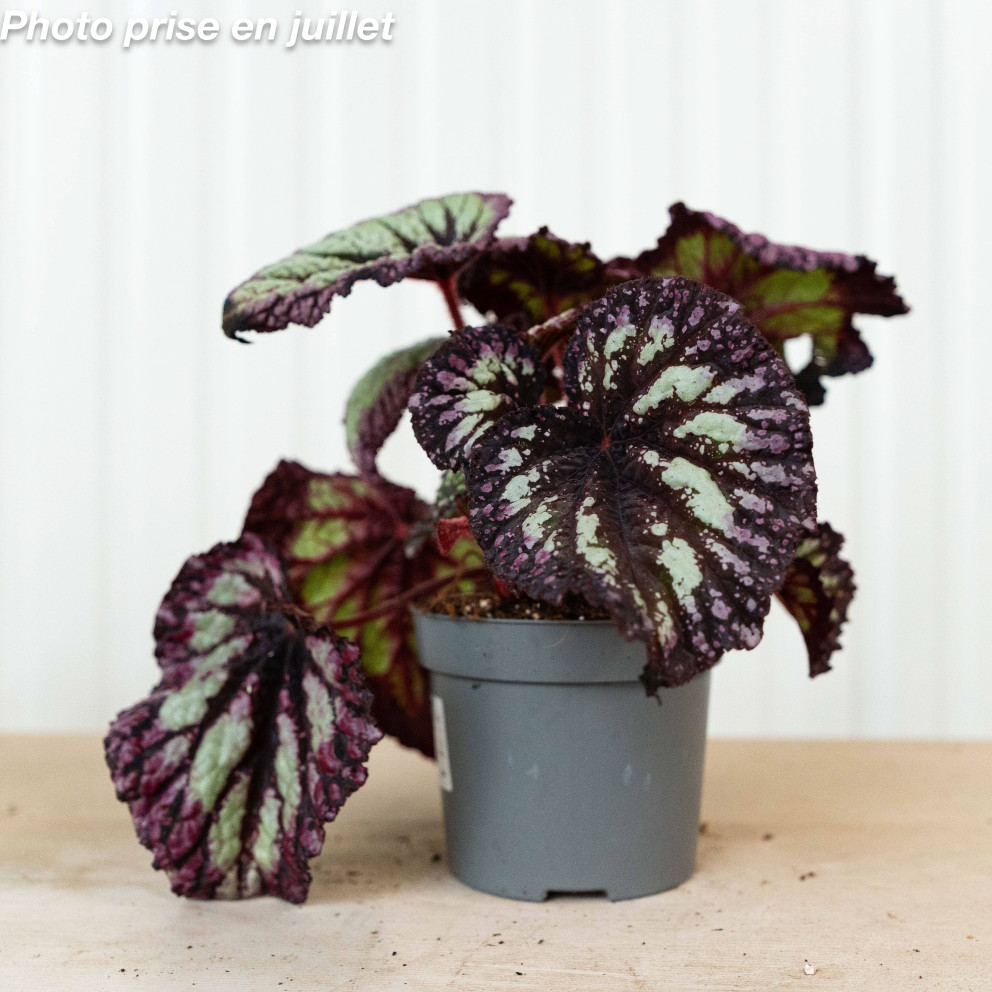 Begonia rex - Begonia À Feuillage...