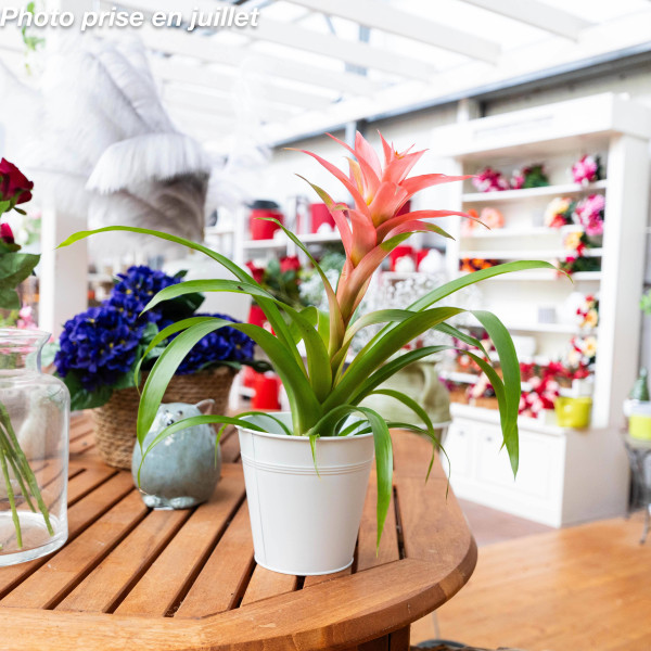 Bromelia