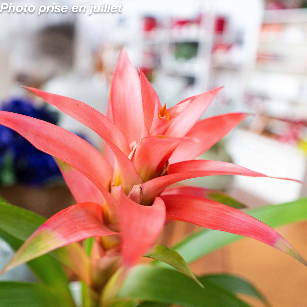 Bromelia