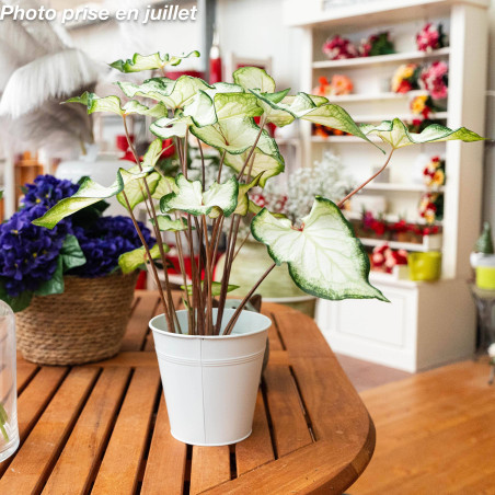 Caladium bicolor - Ailes d'anges