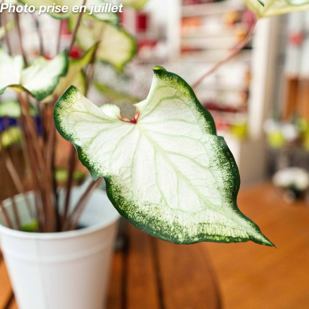 Caladium bicolor - Ailes d'anges