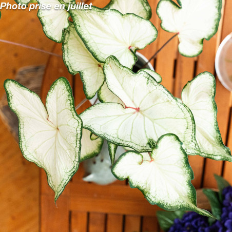 Caladium bicolor - Ailes d'anges