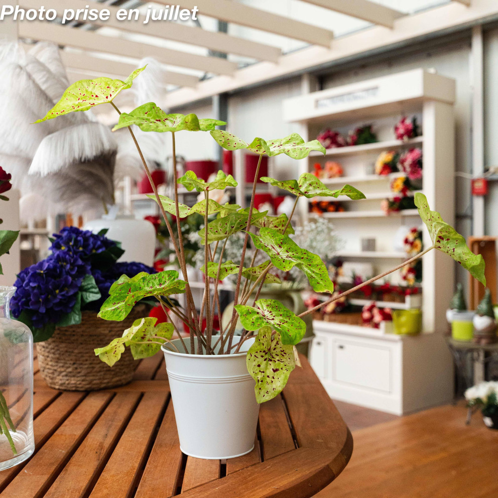 Caladium bicolor - Ailes d'anges