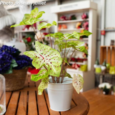 Caladium bicolor - Ailes d'anges