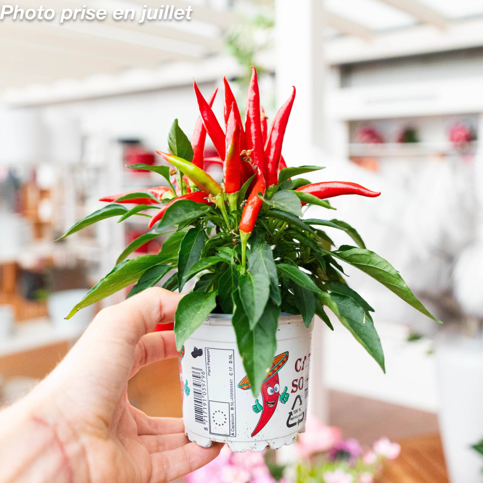 Capsicum annuum 'The Joker' - Piment d'ornement