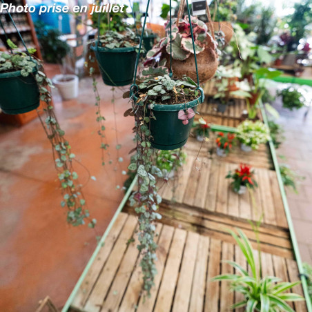 Ceropegia woodii - Chaîne Des Cœurs