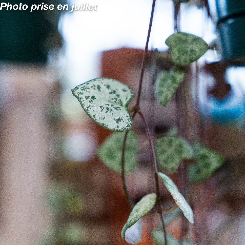 Ceropegia woodii - Chaîne Des Cœurs