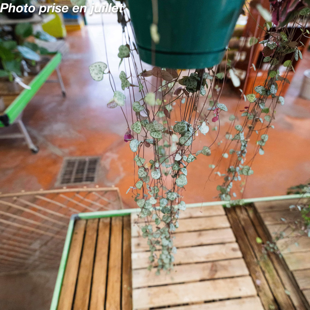 Ceropegia woodii - Chaîne Des Cœurs