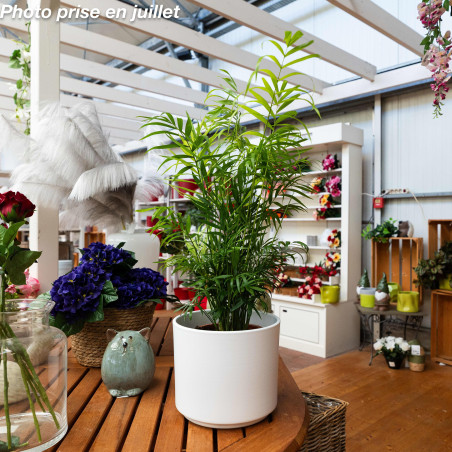 Chamaedorea elegans - Palmier De Montagne