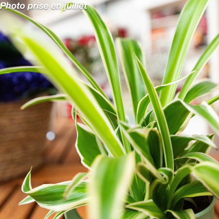 Chlorophytum laxum