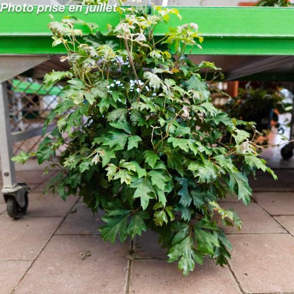 Cissus rotundifolia 'Ellen...
