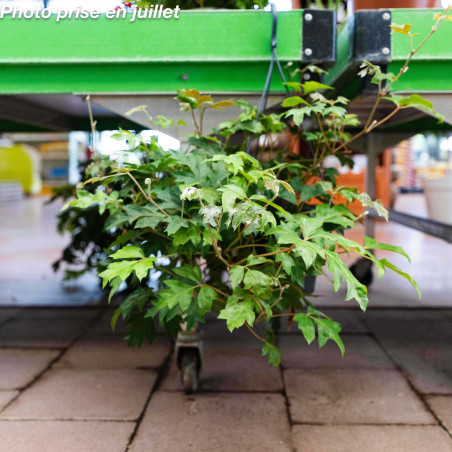 Cissus rotundifolia 'Ellen Danica'