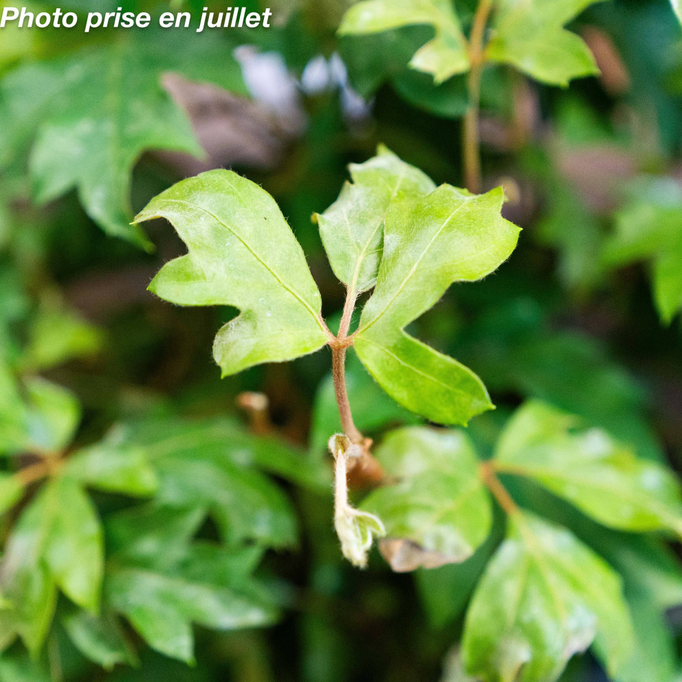 Cissus rotundifolia 'Ellen Danica'
