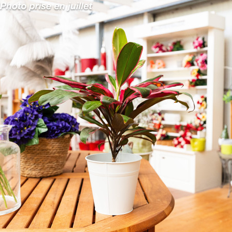 Cordyline fruticosa - Cordyline d'intérieur