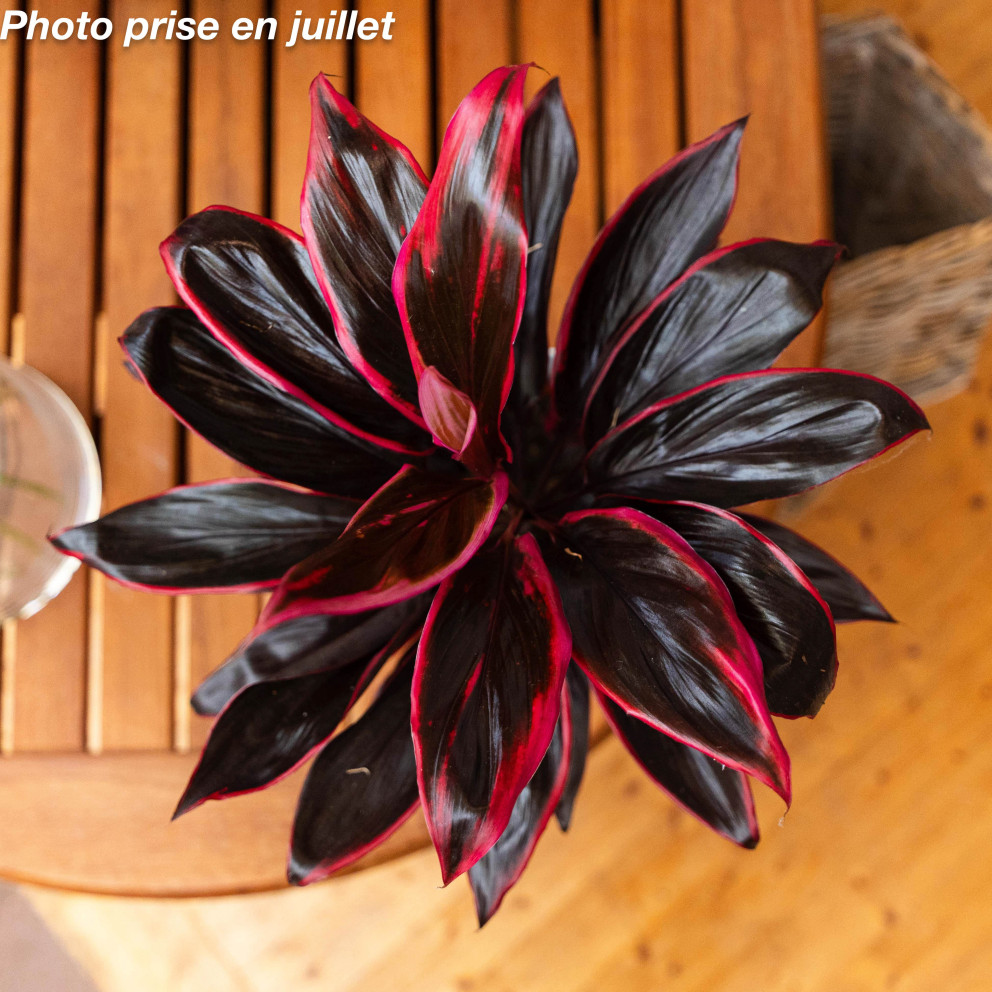 Cordyline fruticosa - Cordyline...