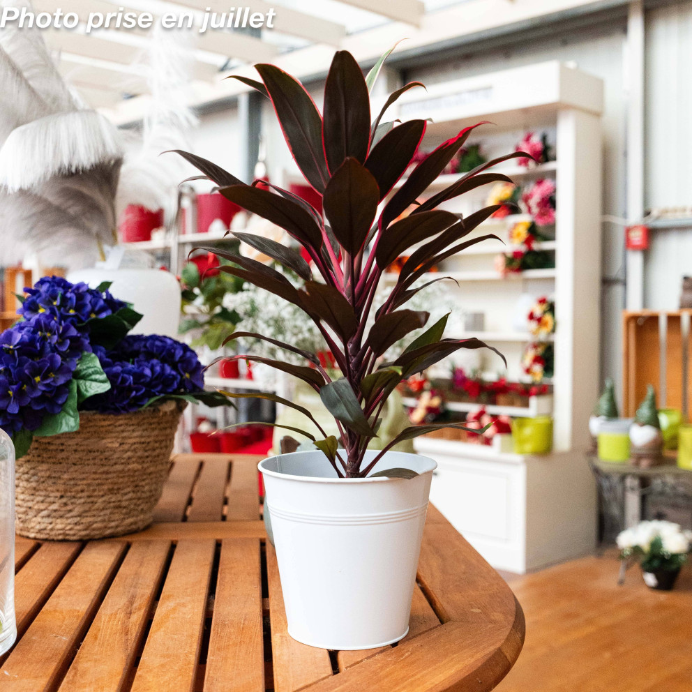 Cordyline fruticosa - Cordyline...