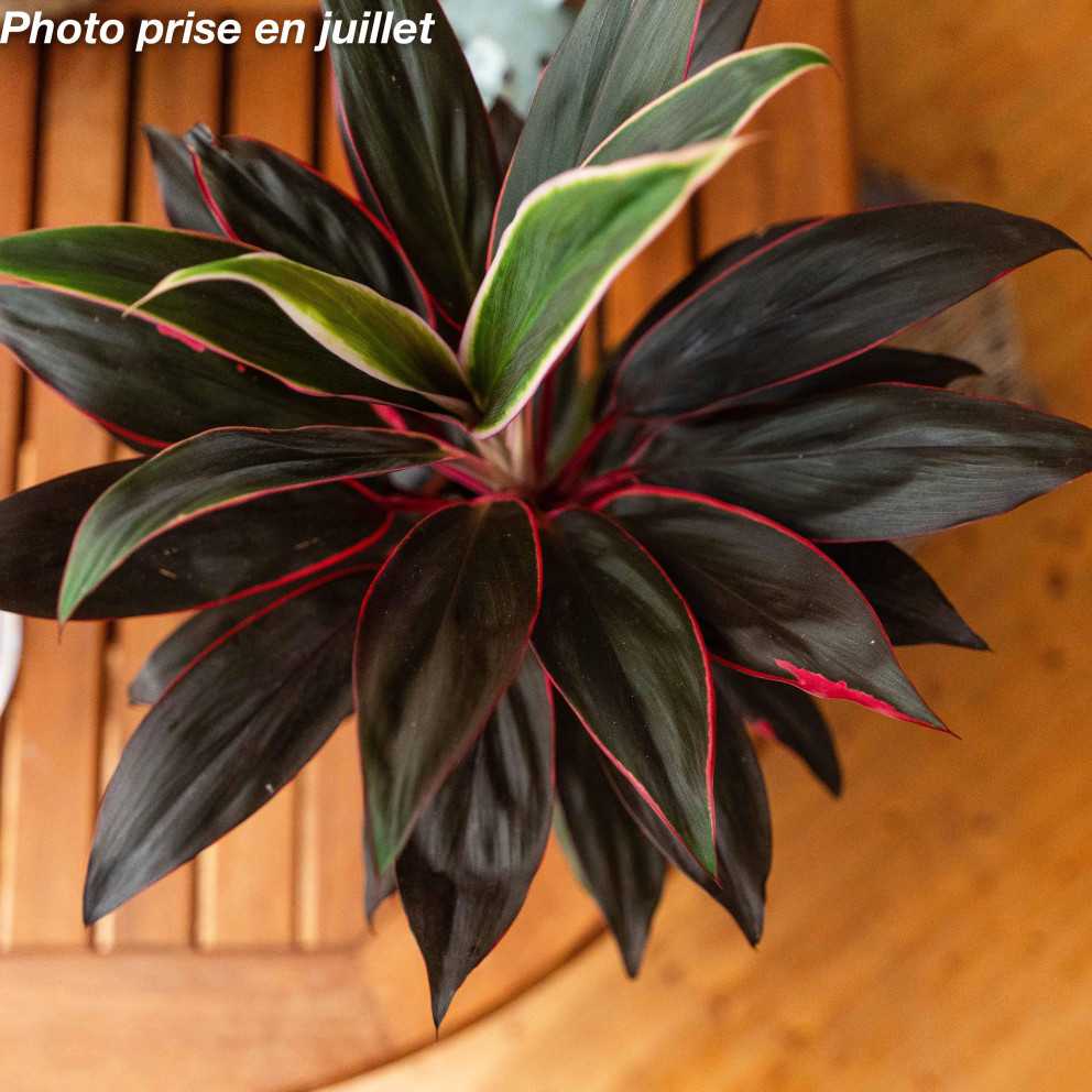 Cordyline fruticosa - Cordyline...