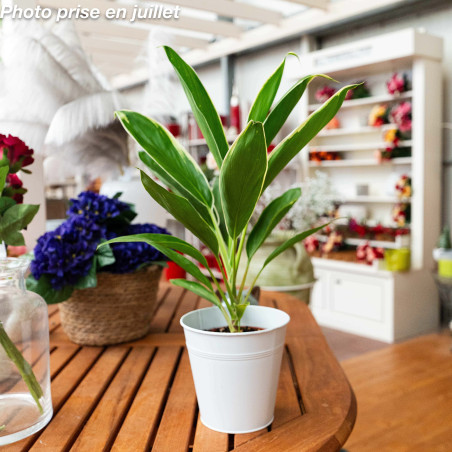 Cordyline fruticosa - Cordyline d'intérieur