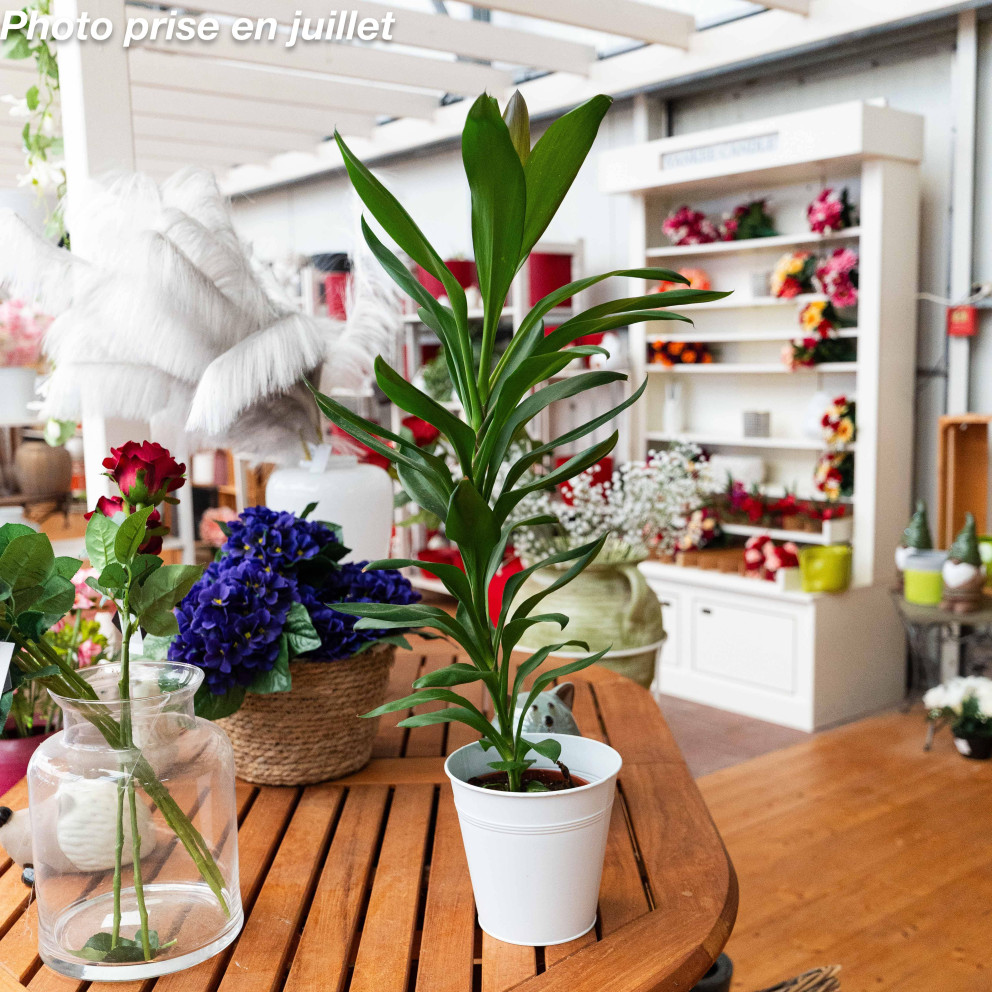 Cordyline fruticosa - Cordyline...