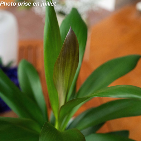 Cordyline fruticosa - Cordyline d'intérieur