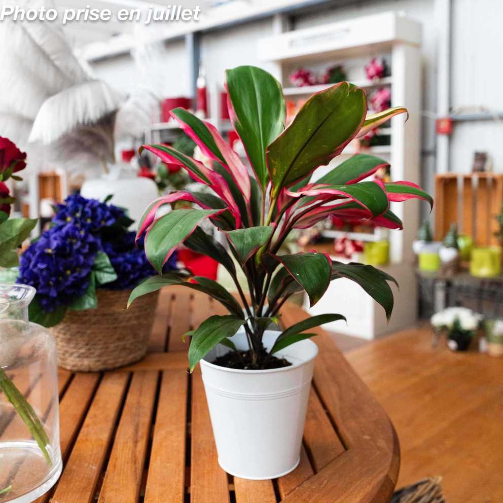 Cordyline fruticosa - Cordyline...