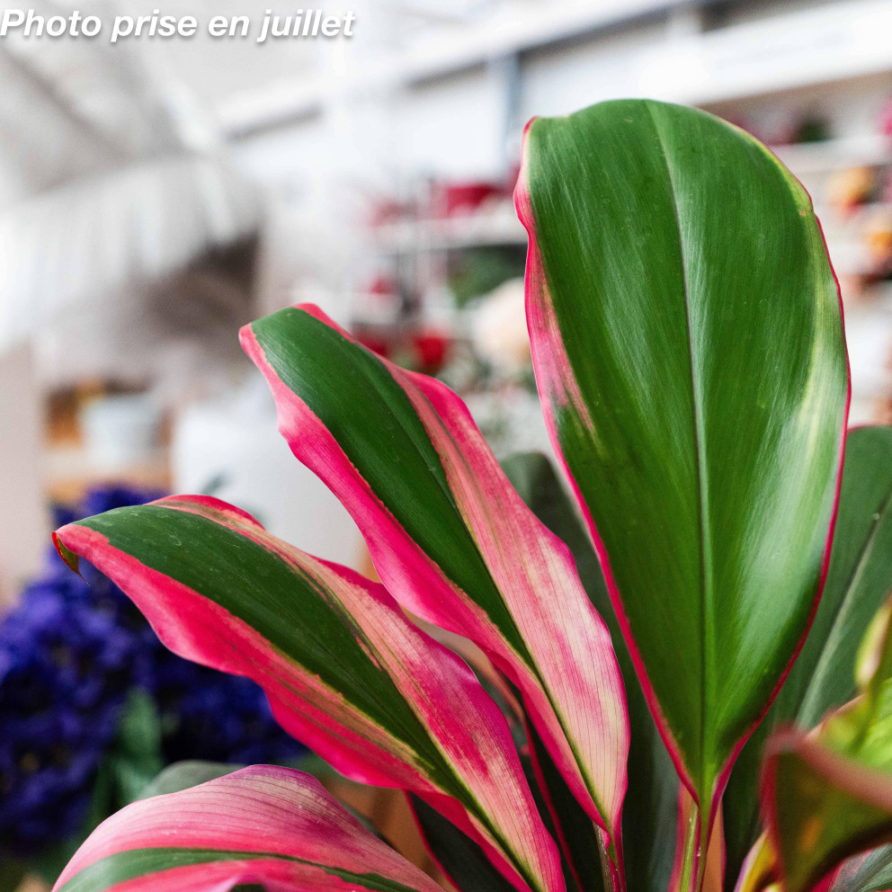 Cordyline fruticosa - Cordyline...