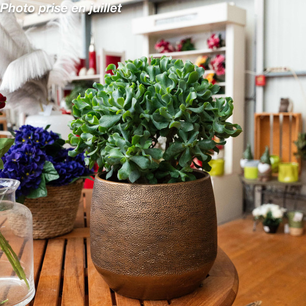 Crassula arborescens
