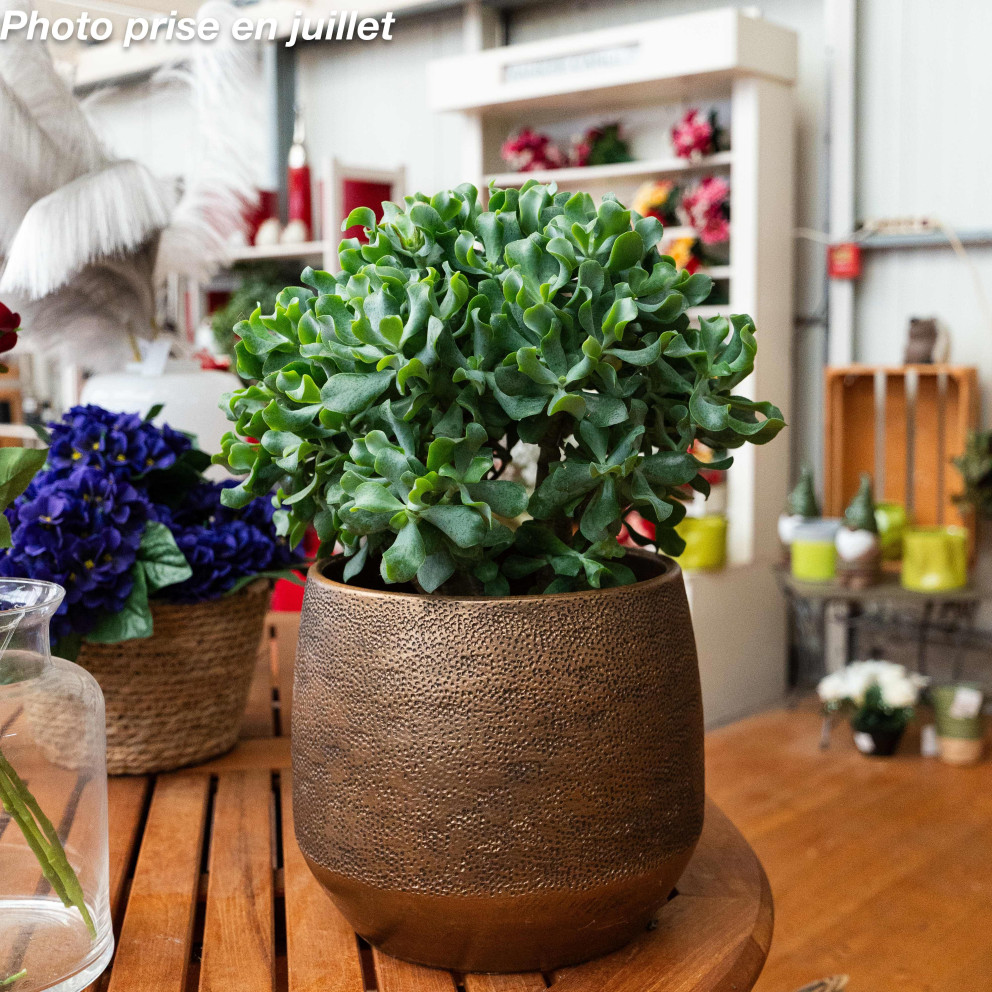 Crassula arborescens