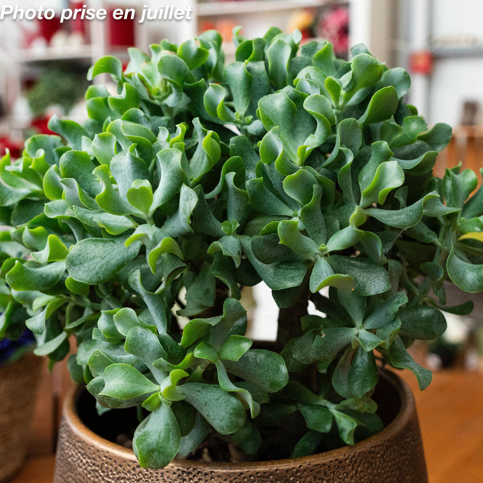 Crassula arborescens