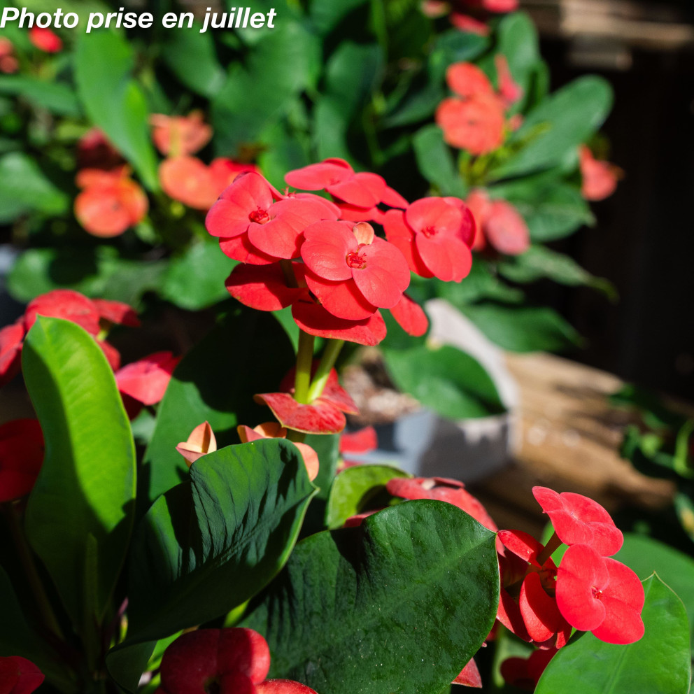 Euphorbia milii