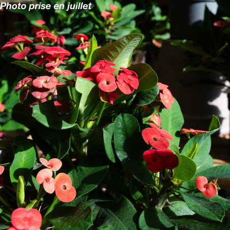 Euphorbia milii