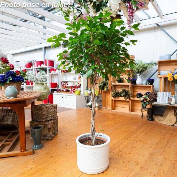 Ficus Benjamina Exotica