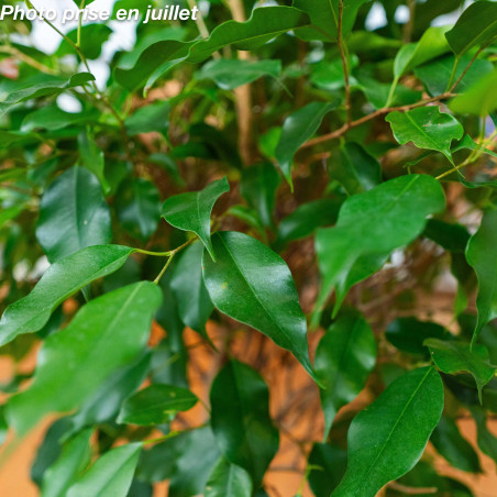 Ficus Benjamina Exotica