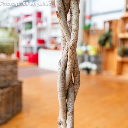 Ficus Benjamina Exotica