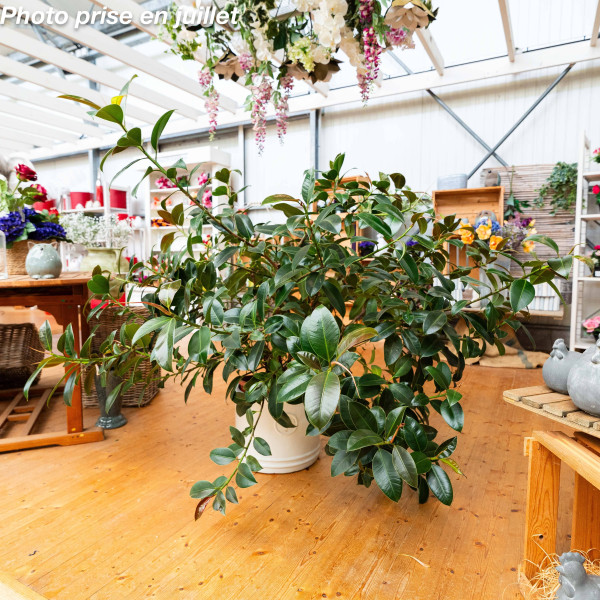 Ficus elastica 'Melany' -...